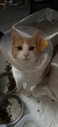 Lost Male Cat last seen 23335-23201 Roberts Dr, Miami, FL 33170, Miami, FL 33170