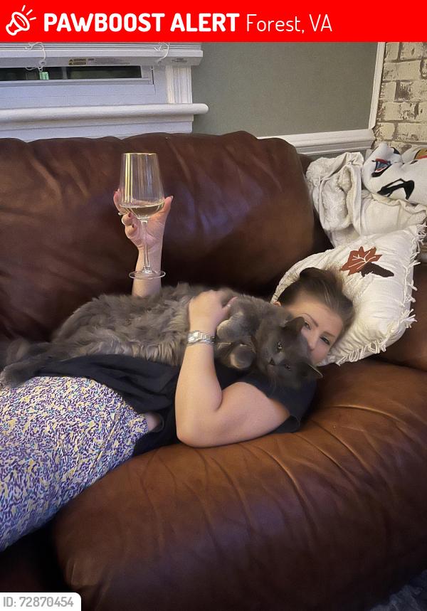 Lost Male Cat last seen Forest Elementary school , Forest, VA 24551