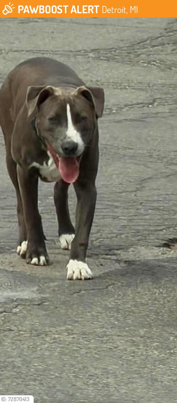 Found/Stray Female Dog last seen Rouge Park (Spinoza and West Outer Drive), Detroit, MI 48239