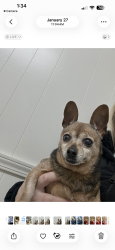 Lost Female Dog last seen Germania , St. Louis, MO 63116