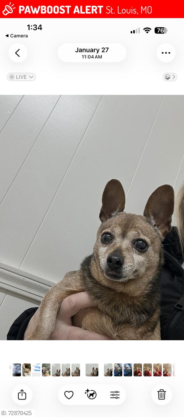 Lost Female Dog last seen Germania , St. Louis, MO 63116
