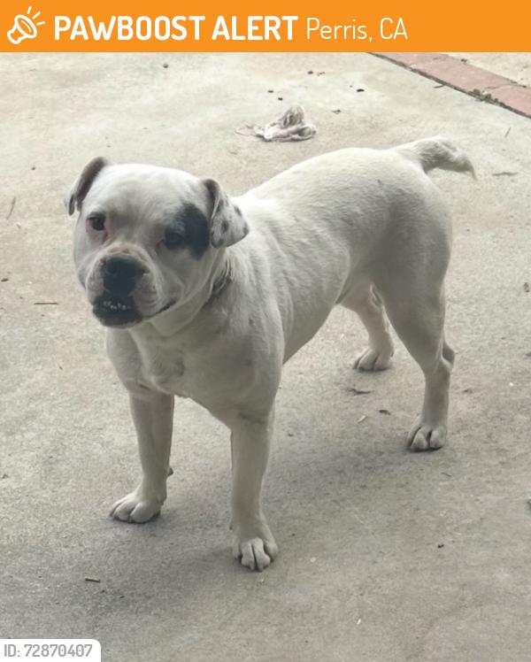 Found/Stray Male Dog last seen Nuevo road stater brothers , Perris, CA 92572