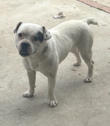 Found/Stray Male Dog last seen Nuevo road stater brothers , Perris, CA 92572
