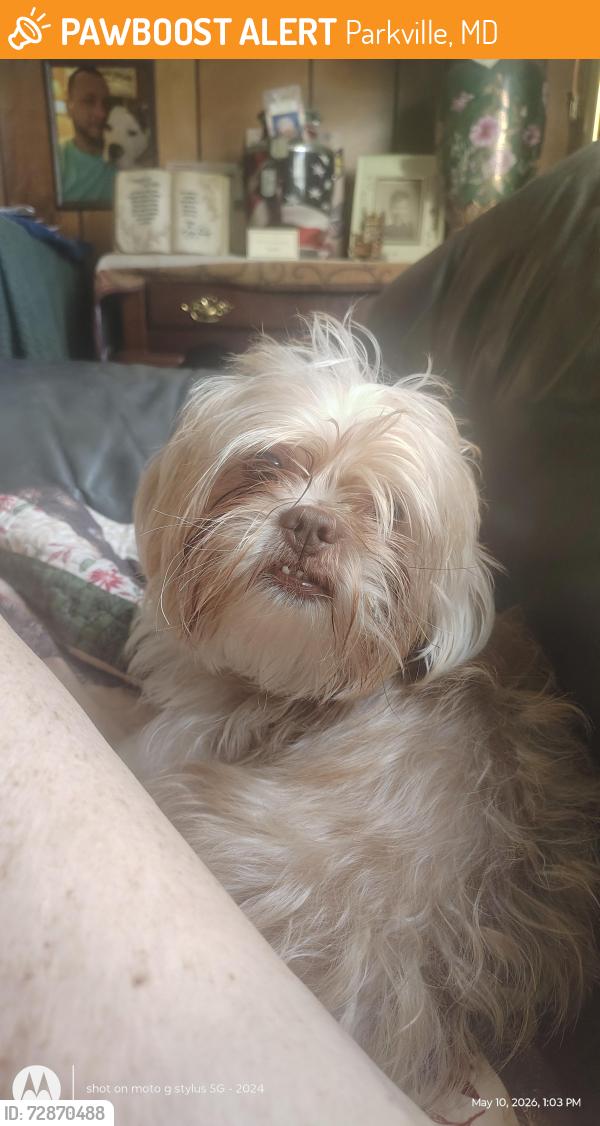 Found/Stray Female Dog last seen Taylor ave , Parkville, MD 21234