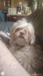 Found/Stray Female Dog last seen Taylor ave , Parkville, MD 21234