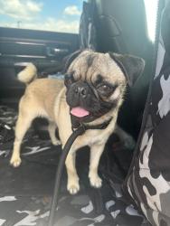 Reunited Male Dog last seen On 2nd Street between Bolivar and  Elm in Sanger, TX, Sanger, TX 76266