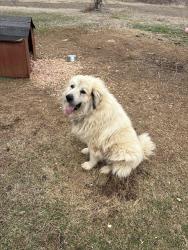 Lost Male Dog last seen Near Halls Hill Pike, Murfreesboro, TN 37130