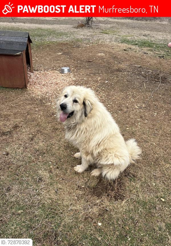 Lost Male Dog last seen Near Halls Hill Pike, Murfreesboro, TN 37130