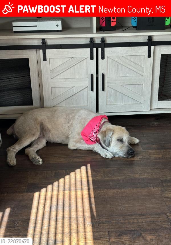 Lost Female Dog last seen Pleasant ridge Baptist church, Newton County, MS 39323
