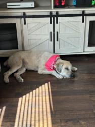 Lost Female Dog last seen Pleasant ridge Baptist church, Newton County, MS 39323