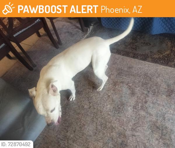 Found/Stray Female Dog last seen 19th ave and vineyard, Phoenix, AZ 85023