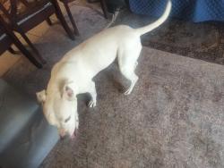 Found/Stray Female Dog last seen 19th ave and vineyard, Phoenix, AZ 85023