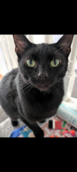 Lost Male Cat last seen Windham road, Bournemouth, Christchurch and Poole, England BH1 4RW