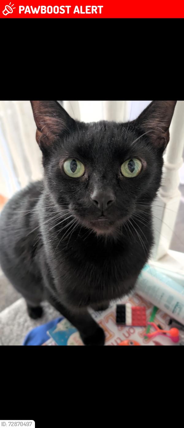 Lost Male Cat last seen Windham road, Bournemouth, Christchurch and Poole, England BH1 4RW