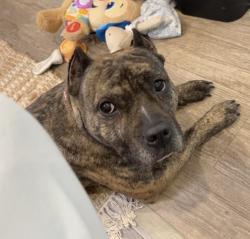 Lost Female Dog last seen Brandes rd and victory ct, Moscow Mills, MO 63362