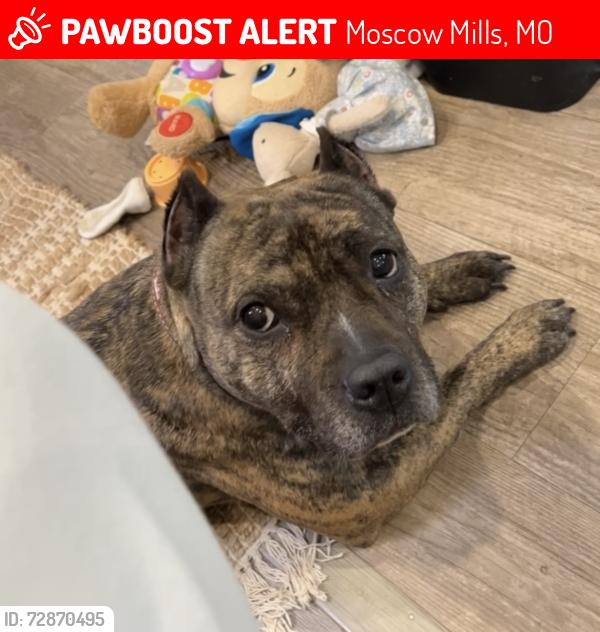 Lost Female Dog last seen Brandes rd and victory ct, Moscow Mills, MO 63362