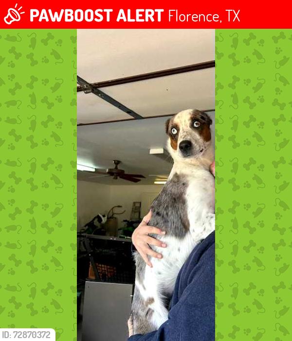 Lost Male Dog last seen Old SH-195 & Pecan Branch, Florence, TX 76527