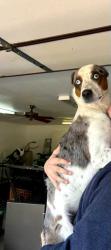 Lost Male Dog last seen Old SH-195 & Pecan Branch, Florence, TX 76527