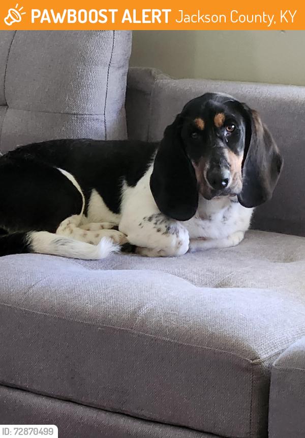 Found/Stray Female Dog last seen Mildred Rd and David Ball Rd., Jackson County, KY 40447