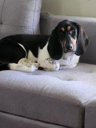 Found/Stray Female Dog last seen Mildred Rd and David Ball Rd., Jackson County, KY 40447