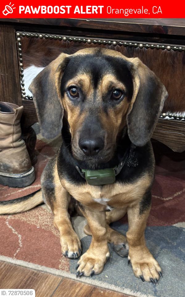 Lost Female Dog last seen Hickory and oak, Orangevale, CA 95662