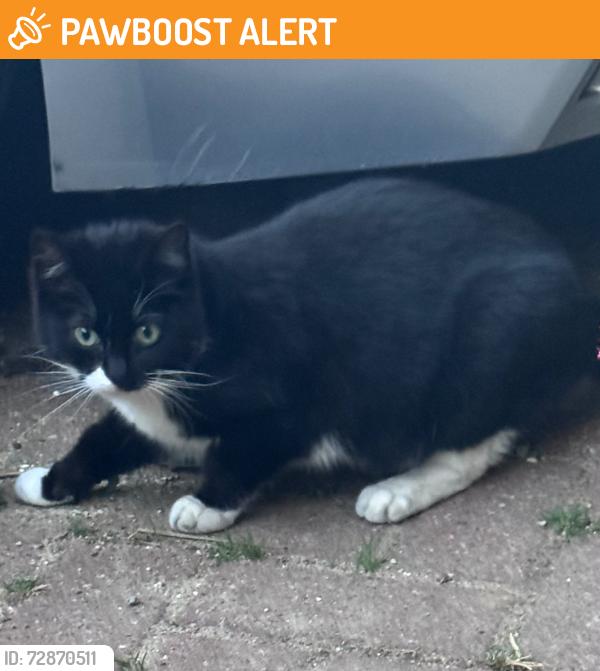 Found/Stray Unknown Cat last seen Goodmayes, Greater London, England IG3 9QJ