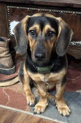 Lost Female Dog last seen Hickory and oak, Orangevale, CA 95662