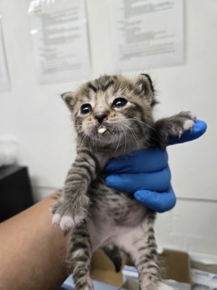 Shelter Stray Male Cat last seen Oakland, CA 94621, Oakland, CA 94601