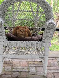 Found/Stray Unknown Cat last seen Grove & Liberty Sts. Beacon NY, Beacon, NY 12508