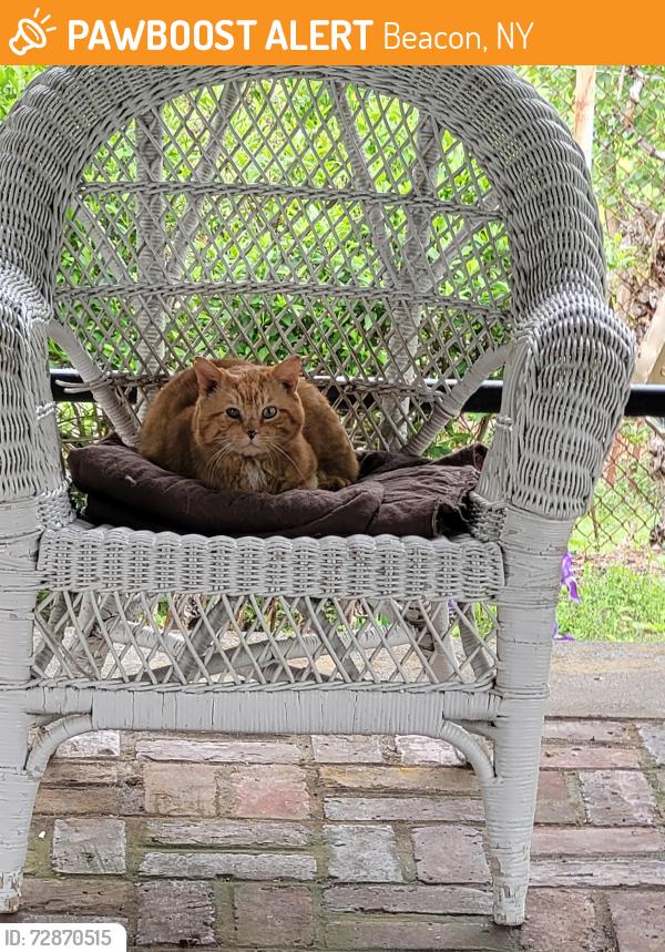 Found/Stray Unknown Cat last seen Grove & Liberty Sts. Beacon NY, Beacon, NY 12508