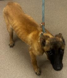 Shelter Stray Female Dog last seen Near HITT LAKE COURT Stone Mountain, 30087, 30087, GA, Atlanta, GA 30341