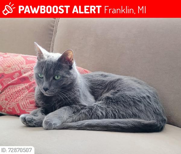 Lost Male Cat last seen 14 Mile and Telegraph Roads, Franklin, MI 48025