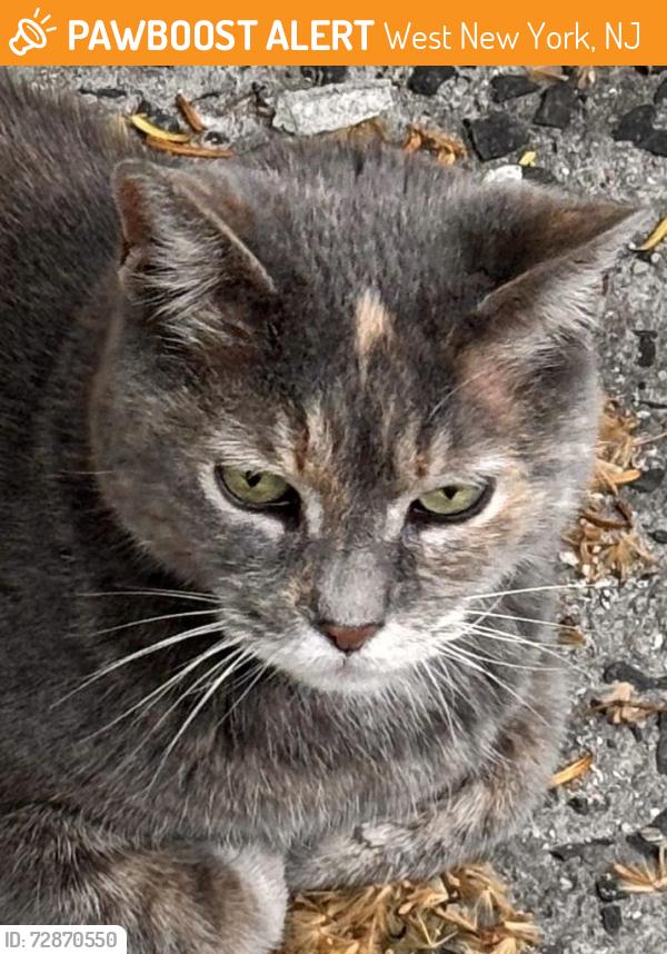 Found/Stray Female Cat last seen Hudson , West New York, NJ 07093