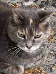Found/Stray Female Cat last seen Hudson , West New York, NJ 07093