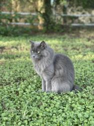 Lost Male Cat last seen Lindsay & Baseline Cross Streets, Gilbert, AZ 85234