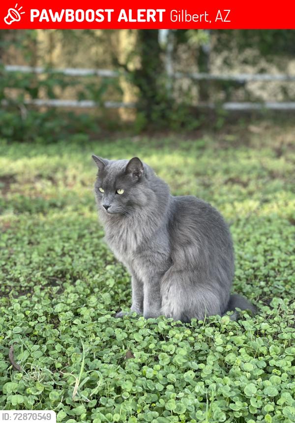 Lost Male Cat last seen Lindsay & Baseline Cross Streets, Gilbert, AZ 85234