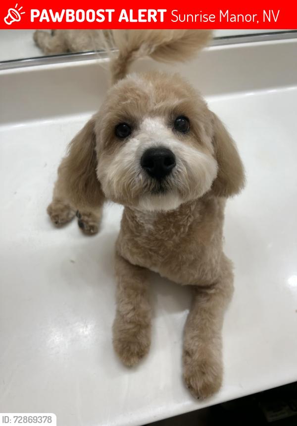 Lost Male Dog last seen Mapleleaf and sloan, Sunrise Manor, NV 89142