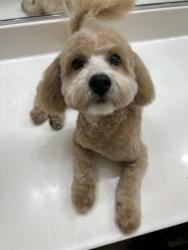 Lost Male Dog last seen Mapleleaf and sloan, Sunrise Manor, NV 89142
