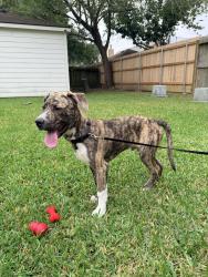Found/Stray Male Dog last seen Near las Palmas , Houston, TX 77027