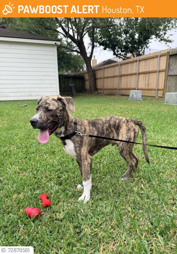 Found/Stray Male Dog last seen Near las Palmas , Houston, TX 77027