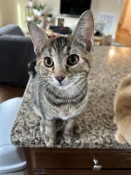 Lost Female Cat last seen Sleepy hollow cndmniums across the tracks near Jim branch , Swannanoa, NC 28778