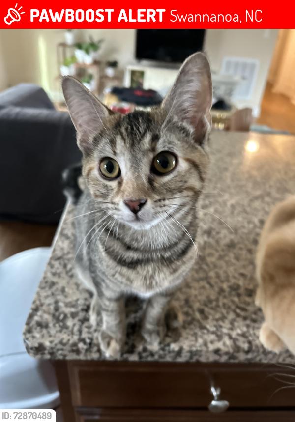 Lost Female Cat last seen Sleepy hollow cndmniums across the tracks near Jim branch , Swannanoa, NC 28778