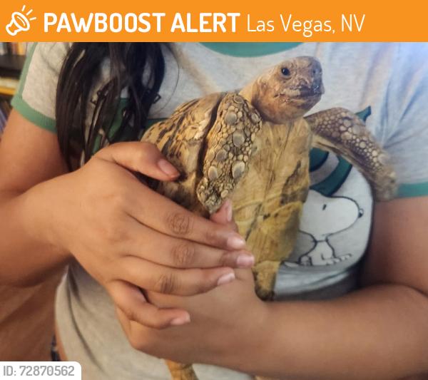 Found/Stray Unknown Other last seen Charleston and Sloan, Las Vegas, NV 89142