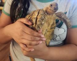 Found/Stray Unknown Other last seen Charleston and Sloan, Las Vegas, NV 89142