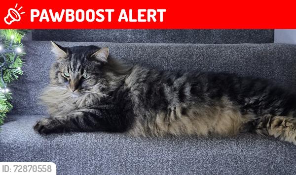 Lost Male Cat last seen Callendar close Milby drive, Warwickshire, England CV11 6LU