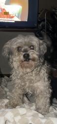 Lost Female Dog last seen Pannes Ave and Compton blvd, Compton, CA 90221