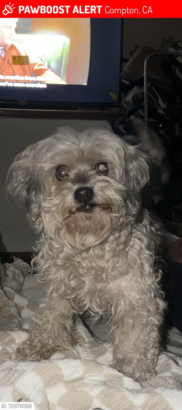 Lost Female Dog last seen Pannes Ave and Compton blvd, Compton, CA 90221