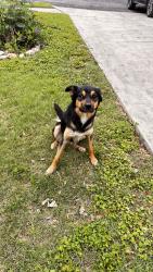 Found/Stray Female Dog last seen Cross King $ Tezel, San Antonio, TX 78254