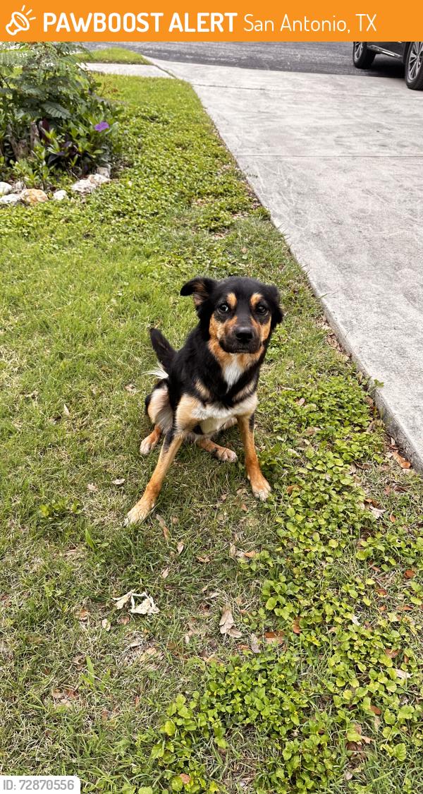 Found/Stray Female Dog last seen Cross King $ Tezel, San Antonio, TX 78254
