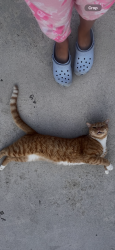 Lost Male Cat last seen Indrio Road & US Hwy 1, St. Lucie County, FL 34946